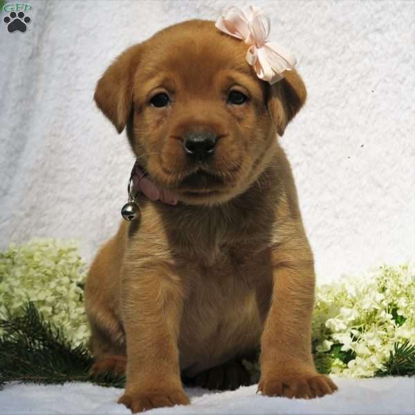 Meadow Brooke, Fox Red Labrador Retriever Puppy